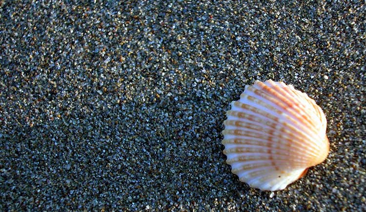 Mindfulness Therapy shell